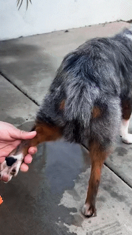 Dog Paw Cleaner UGC 5