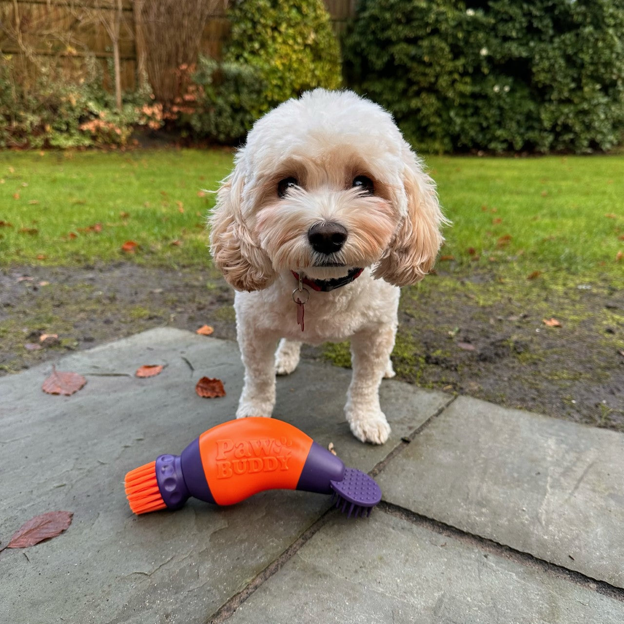 Paw pal paw store cleaner