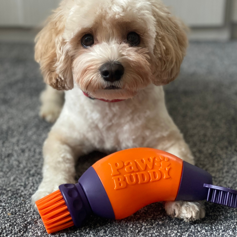 Paw Buddy paw Cleaner next to a dog with clean paws