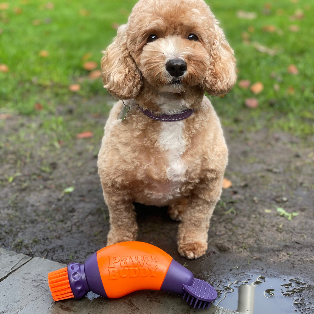 Paw Buddy paw Cleaner next to a dog with clean paws